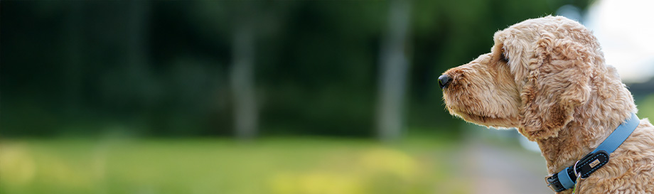 Ohrenpflegeprodukte für Hunde