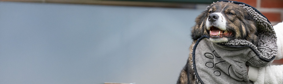 Pflegeprodukte für Hunde