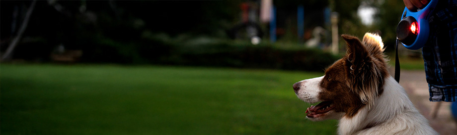 Rollleinen für Hunde