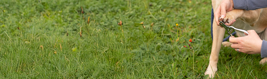 Scheren zur Hundepflege