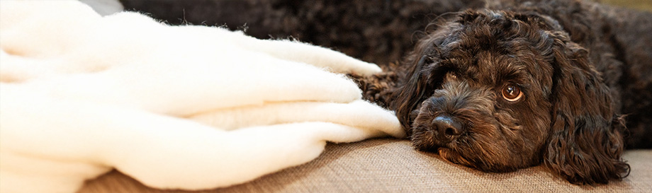 Schermaschinen für Hunde