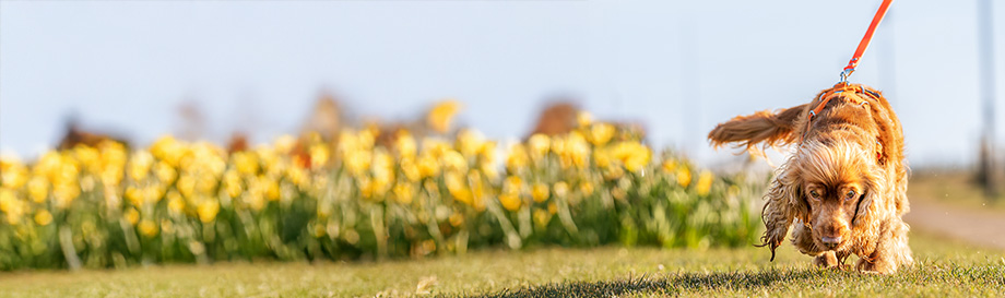 Schleppleinen für Hunde