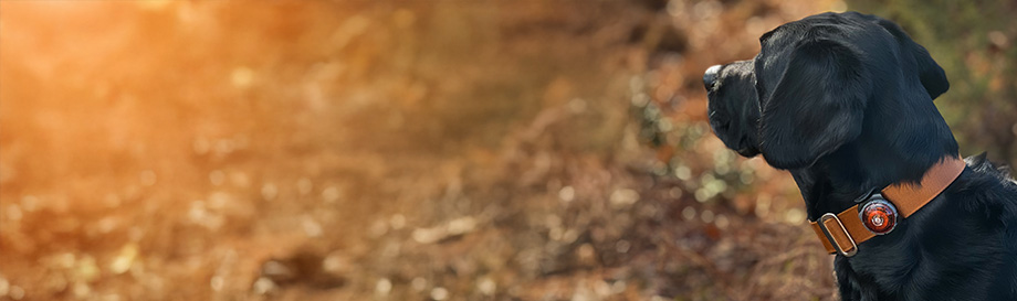 Sicherheitszubehör für Hunde