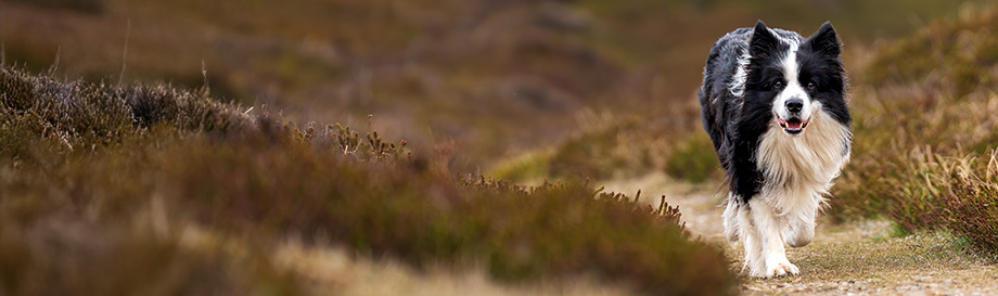 Spot-On Präparate zur Ungezieferabwehr bei Hunden