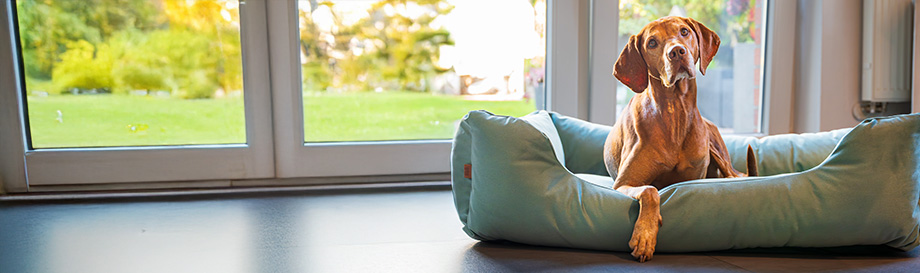 Umgebungsspray zur Ungezieferabwehr bei Hunden