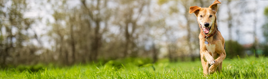 Ungezieferabwehr für Hunde