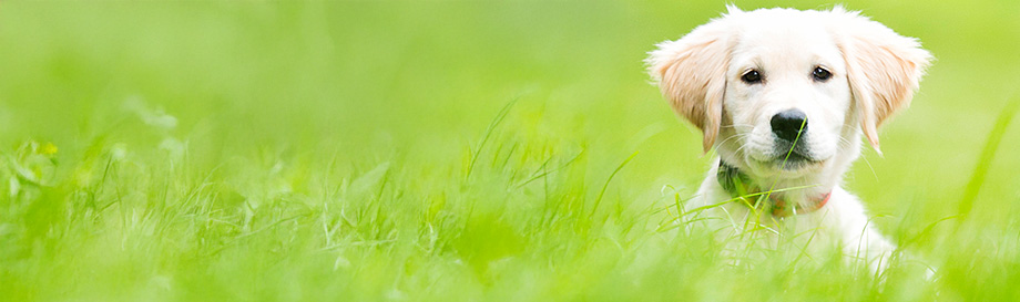 Pflegeprodukte für Welpen