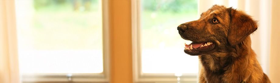 Zahnpflegeprodukte für Hunde