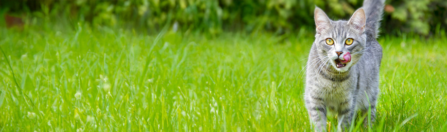 Neuheiten in der Kategorie Katzenfutter & Zubehör