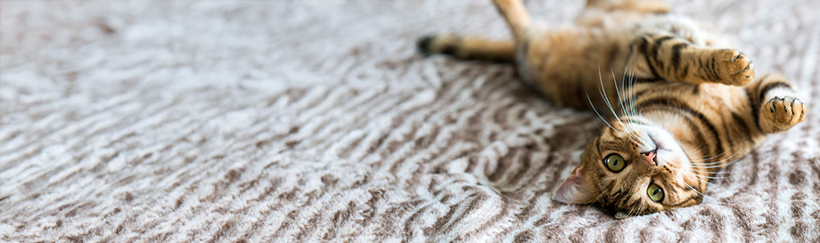 Verschillende producten  voor katten