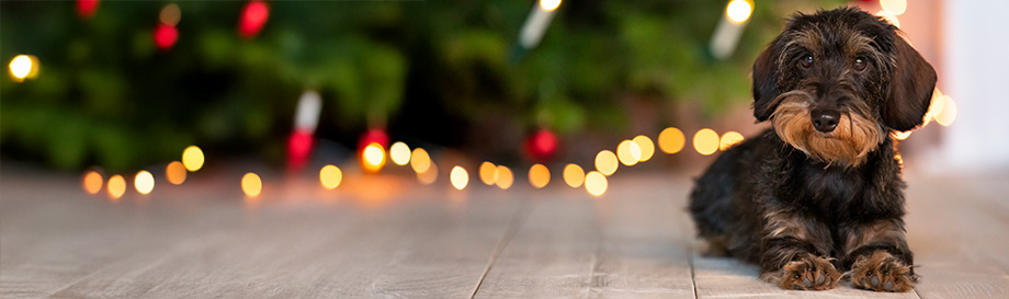 Kerstwereld van alsa-nature
