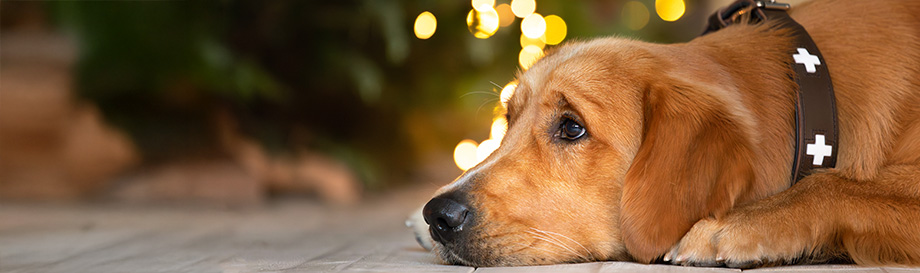 Weihnachtswelt alsa-hundewelt