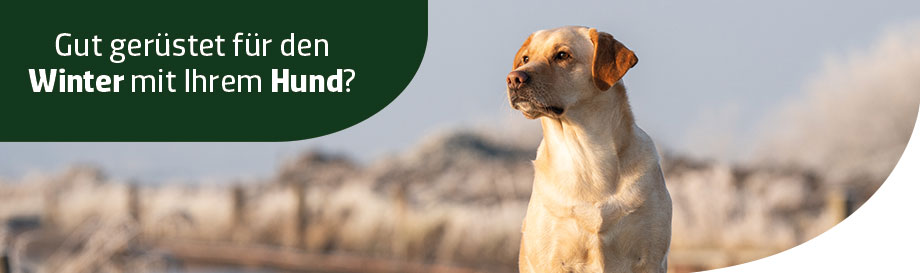 Alles für den Winter mit Ihren Hund