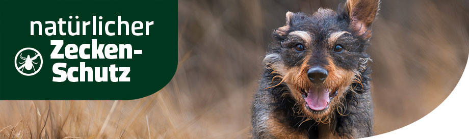 Hunde-Ungezieferabwehr