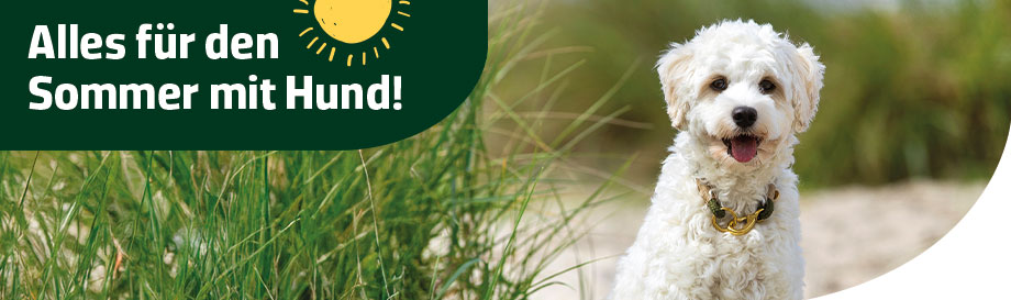 Alles für den Sommer mit Hund
