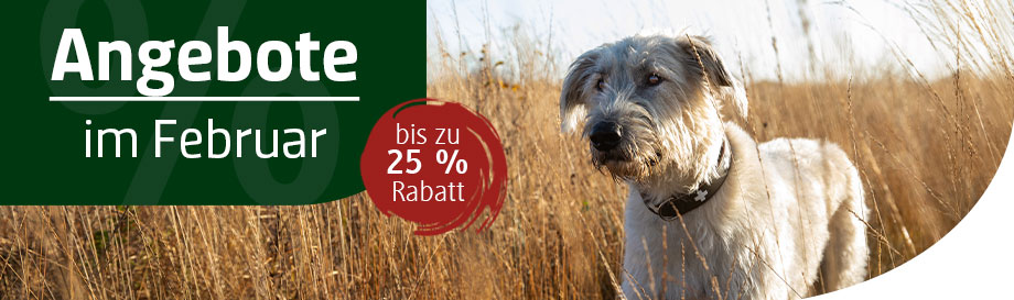 Neuheiten & Angebote im Februar