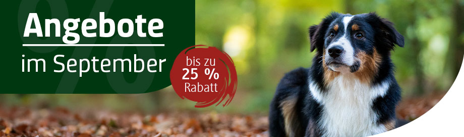 Angebote im September