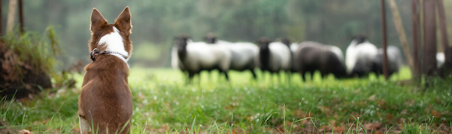 alsa-nature Hypoallergenes Hundefutter.