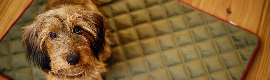 alsa-nature Kauartikel für kleine Hunde.