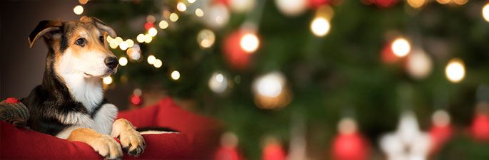 Entdecken Sie die alsa Weihnachtswelt mir vielen besonderen Überraschungen.