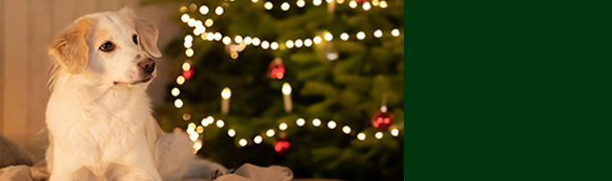 Entdecken Sie die alsa Weihnachtswelt mir vielen besonderen Überraschungen.