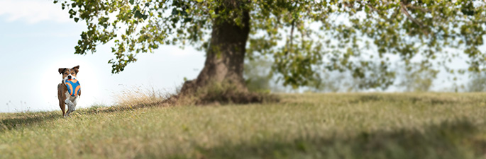 Wurfspielzeug für Hunde.