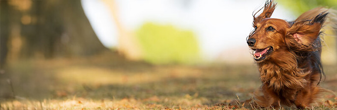 Zahnpflege für Hunde