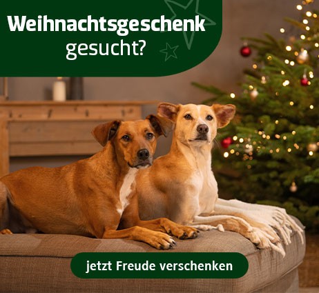 Weihnachtsartikel entdecken