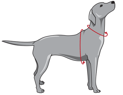 Wie messe ich richtig? Hundehalsbänder und Hundebekleidung richtig ausmessen