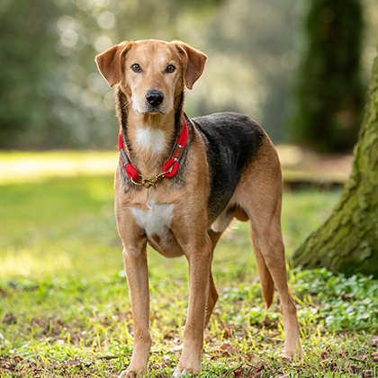 Hundezubehör online bestellen — alsa-hundewelt