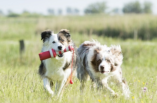 Hundespielzeug