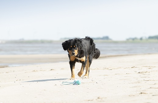 Hundespielzeug