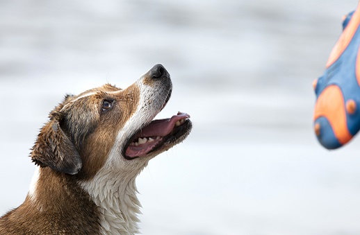 Hundespielzeug