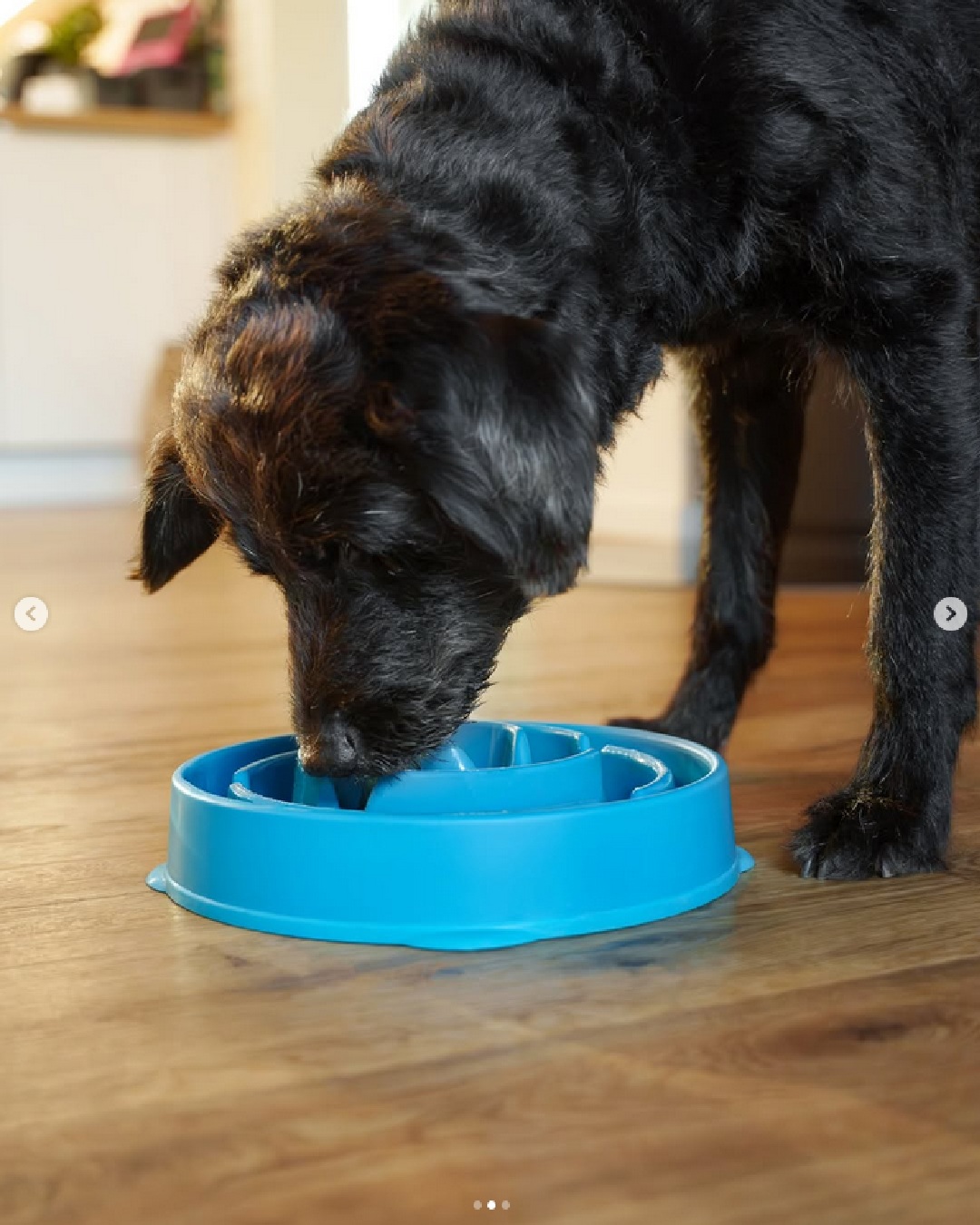 instapost bescherm poten van de hond