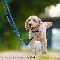 instapost waterbestendige hondenlijn