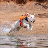 instapost veiligheid hond bij het water