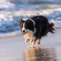 instapost bescherm poten van de hond