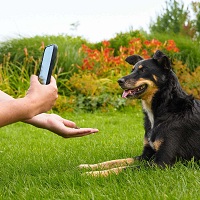 instapost hoe maak je mooie hondenfoto's