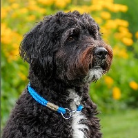 instapost stijlvolle hondenfoto met accessoires