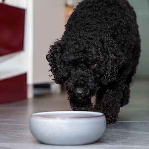 instapost gezonde honden beloningen