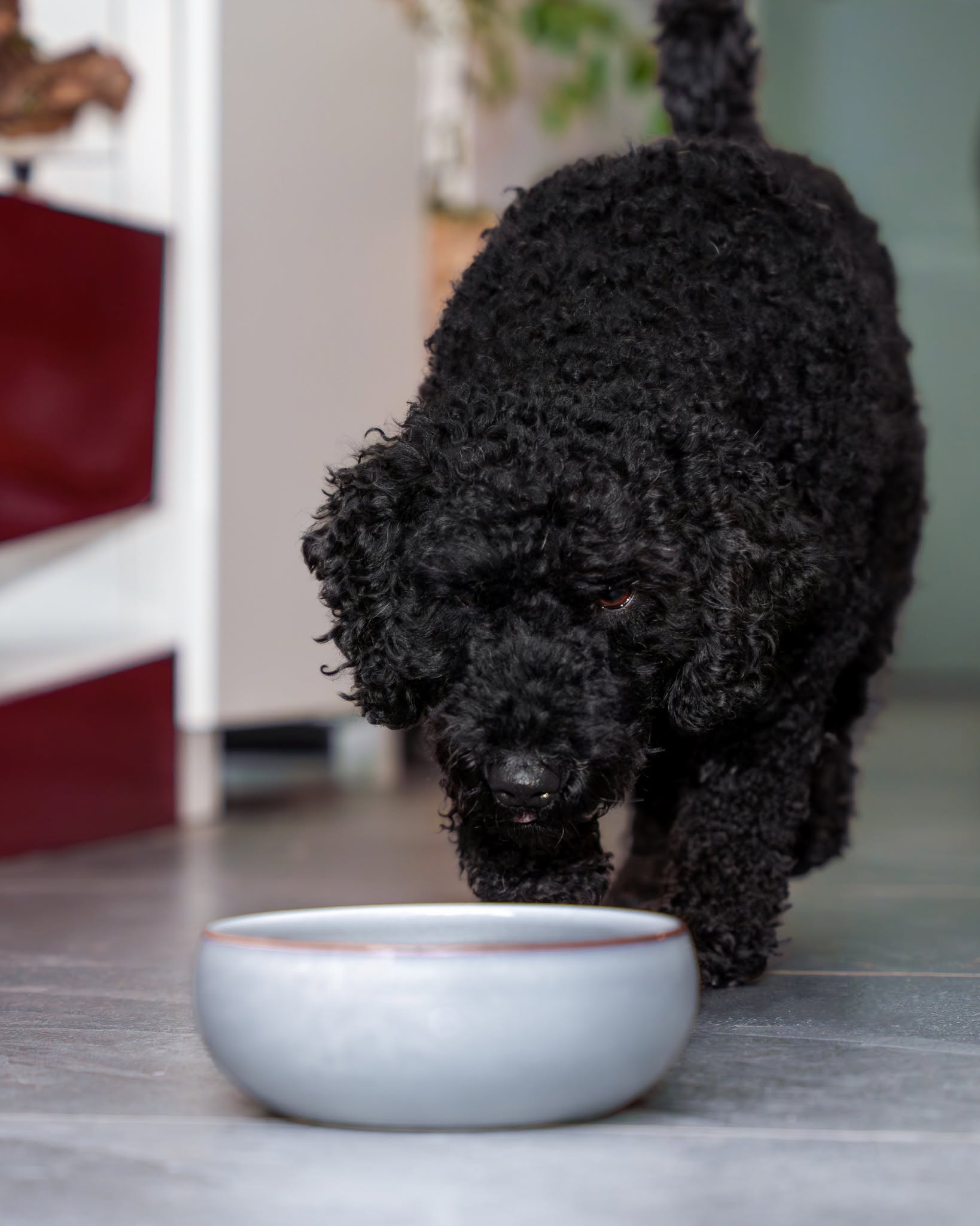 instapost gezonde honden beloningen