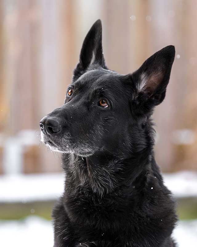 instapost afwisselen met hondenvoer