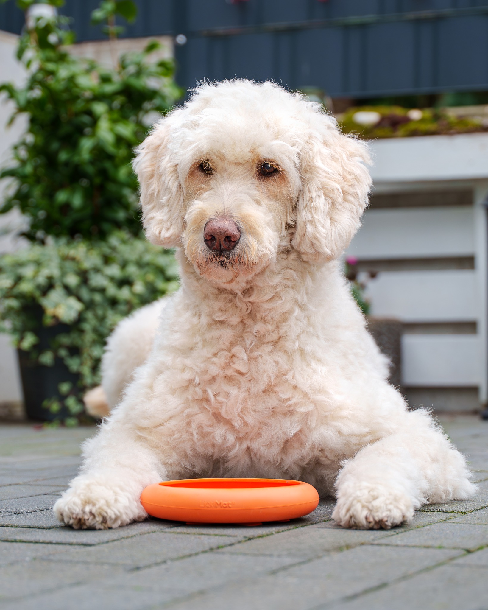 instapost alsa-nature superfoods met amarant