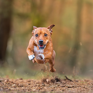 Newsletter von alsa-hundewelt