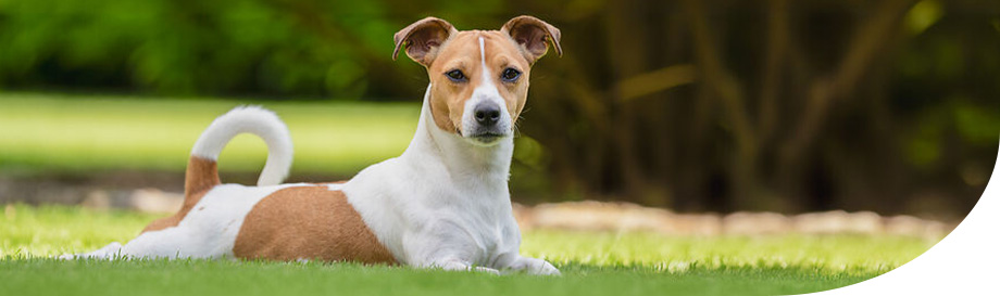 Die persönliche Kundenberatung von alsa-hundewelt