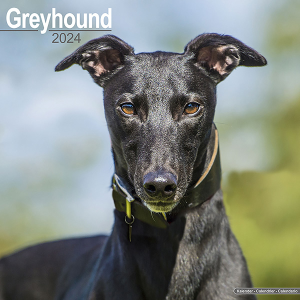 Kalender 2023 "Greyhound"