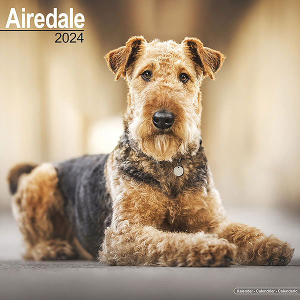 Kalender 2024 "Airedale Terrier"