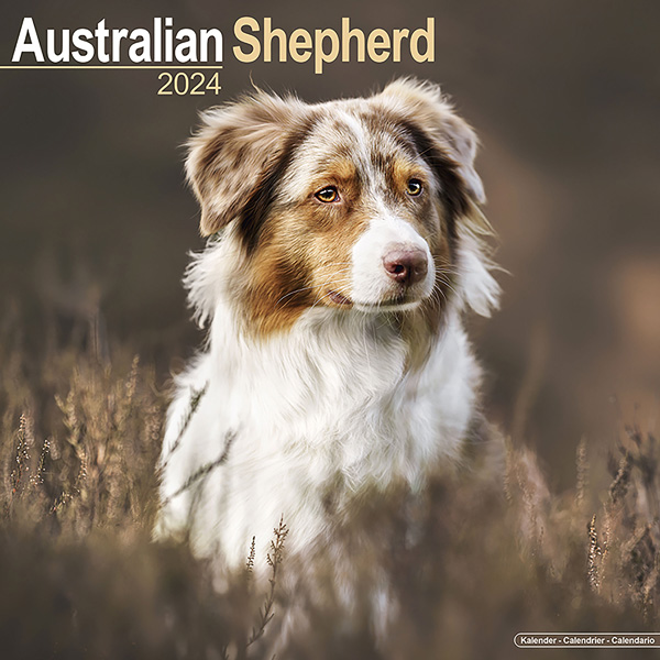 Kalender 2024 "Australian Shepherd"