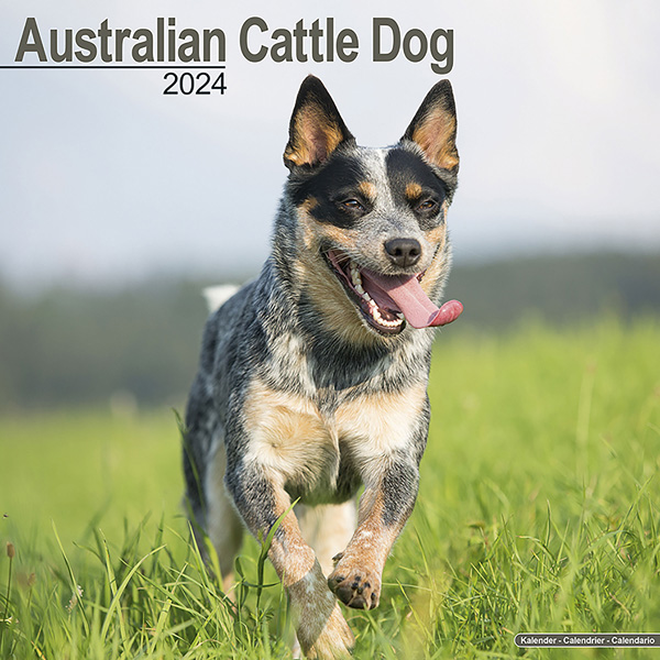 Kalender 2023 "Australian Cattle Dog"