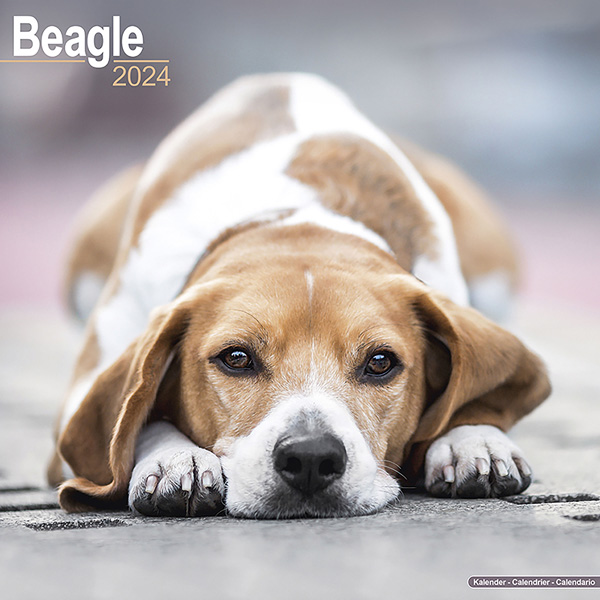 Kalender 2024 "Beagle"